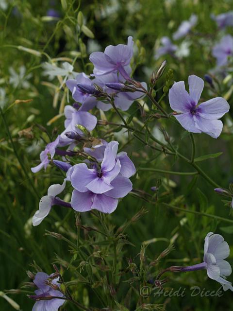 Phlox x arendsii Liesbeth.JPG